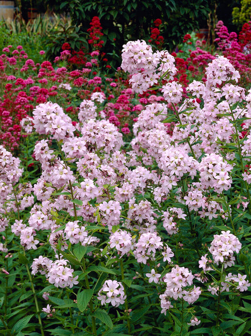 Campanule Loddon Anna plantes à racines nues