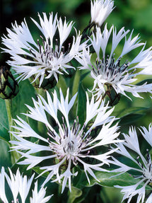 Centaurée (Centaurea) Montana Alba