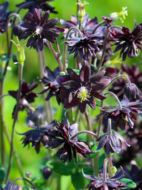 Ancolie noire Black Barlow, Aquilegia