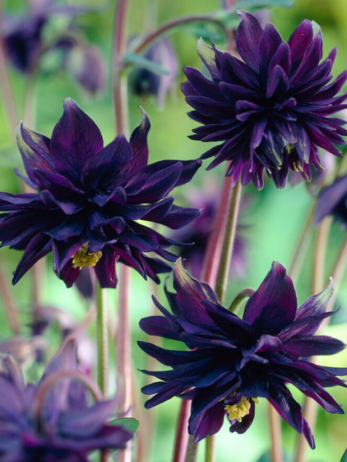 Aquilegia vulgaris Black Barlow
