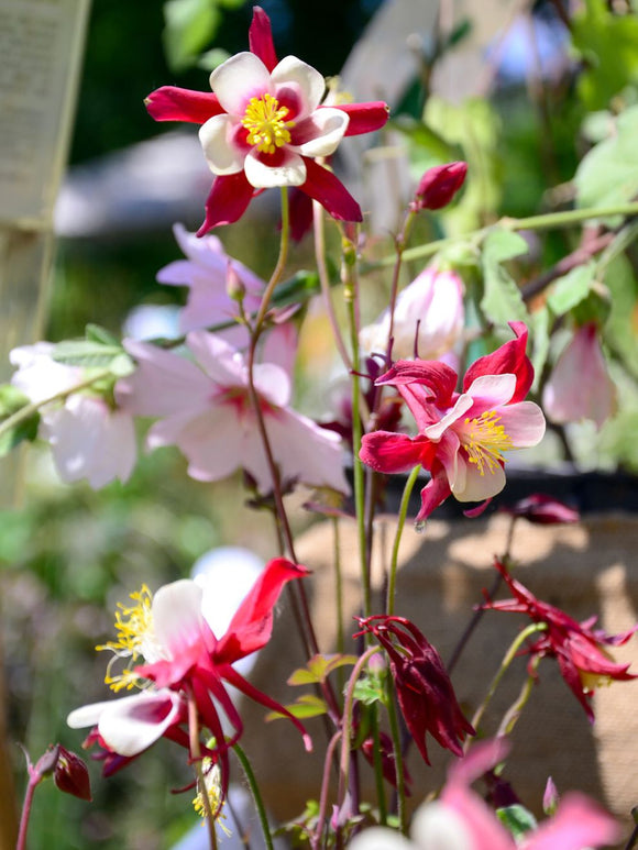 Ancolie 'Crimson Star' - Aquilegia Racines