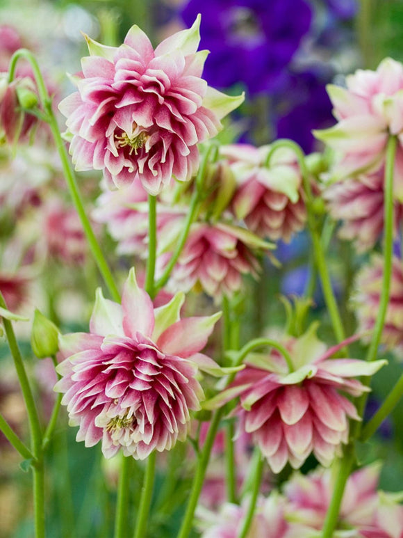 Ancolie hybride Nora Barlow - Aquilegia
