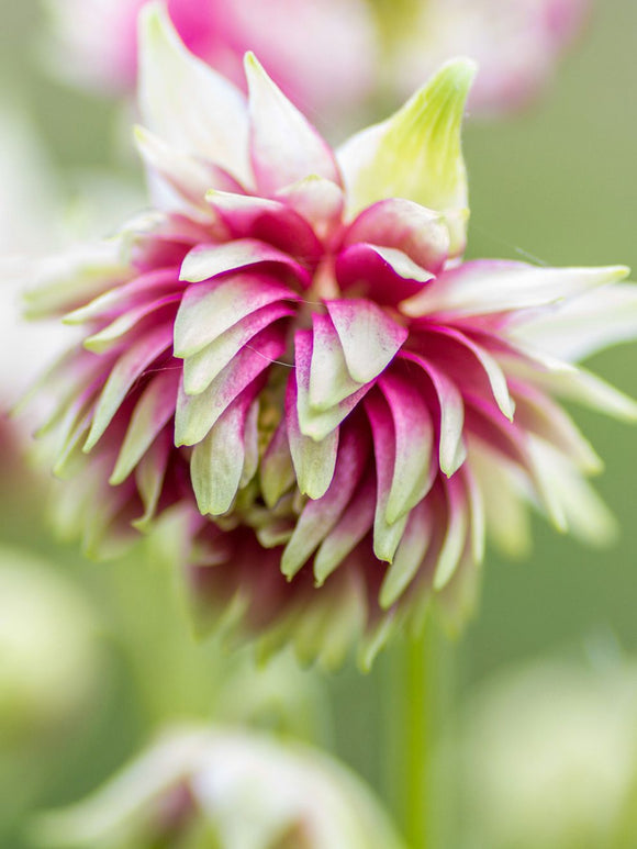 Plantes Vivaces AQUILEGIA 'Nora Barlow' - Ancolie en vente