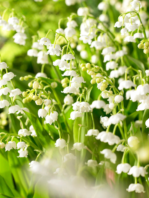 Convallaria majalis (Muguet de mai)