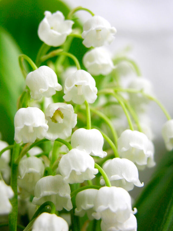 Convallaria majalis (Muguet de mai)