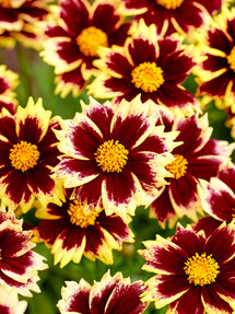 Coreopsis Solar Fancy (Oeil de jeune fille)