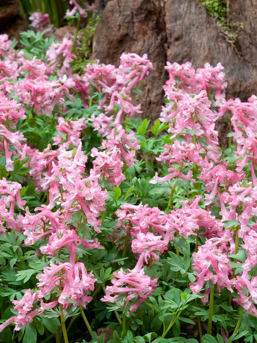 Corydalis solida ‘Beth Evans’ aux fleurs rose tendre dans un jardin ombragé