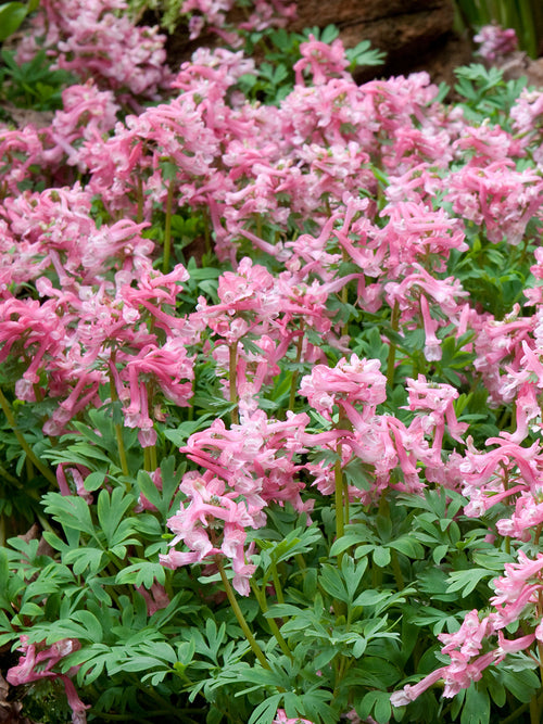 Gros plan des fleurs rose pâle de Corydalis solida ‘Beth Evans’ avec feuillage fin