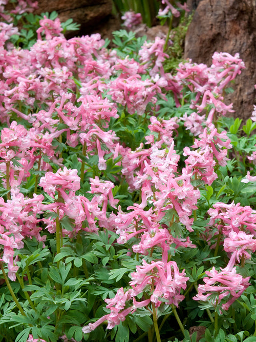 Corydalis solida ‘Beth Evans’ plantée sous des arbres dans un jardin de sous-bois