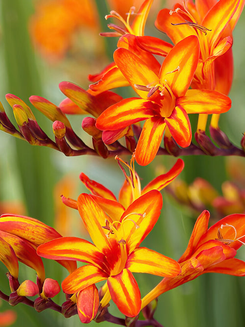 Crocosmia Firestars Firestarter de Hollande