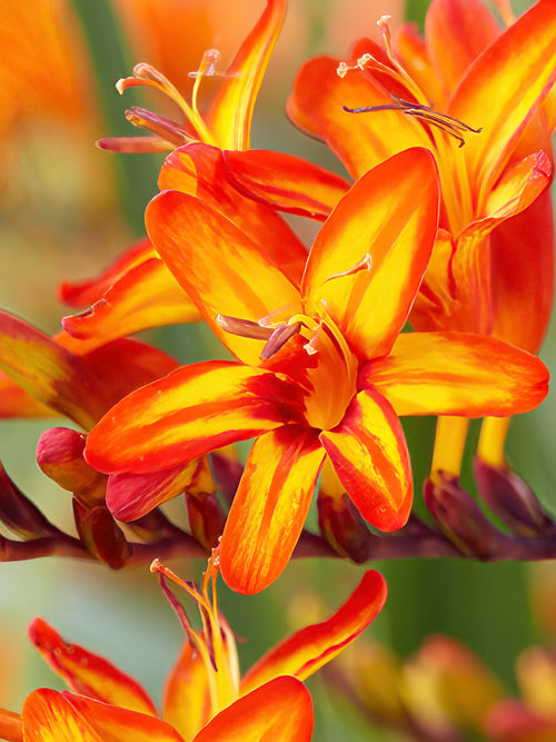 Crocosmia Firestars Firestarter - Achat Racines nues