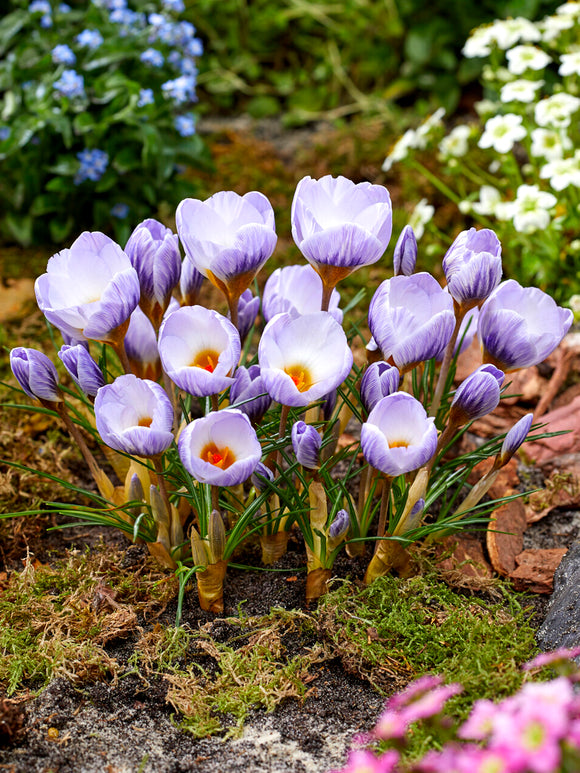 Crocus Blue Marlin ajoutant une couleur élégante au jardin