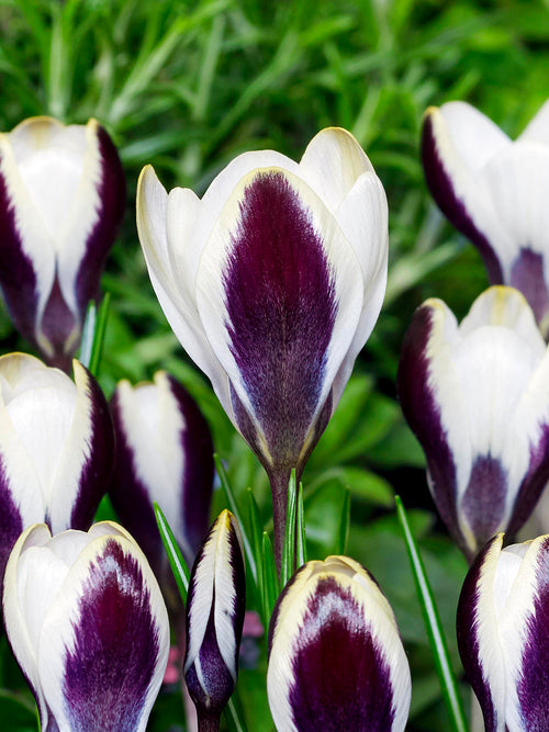 Crocus Panda