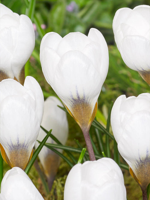 Crocus Polar Bear avec grandes fleurs blanches au printemps