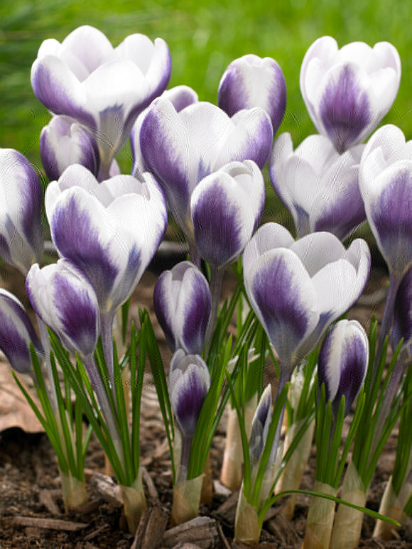 Crocus Prince Claus apportant un contraste vif au jardin