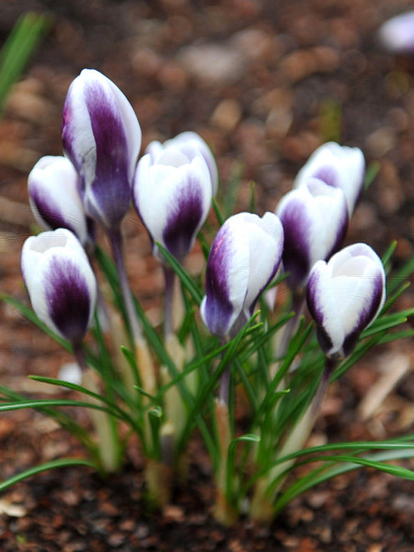 Crocus Prince Claus aux pétales blancs et violets