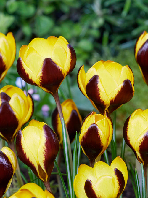 Crocus Queen Bee en fleur dans un massif printanier