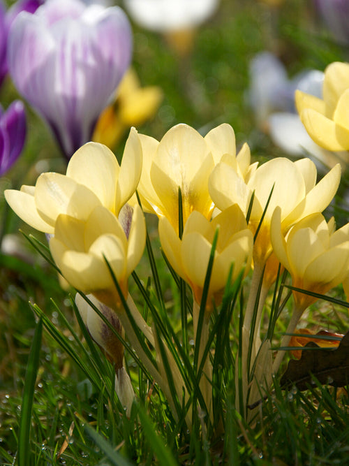 Crocus Romance en fleurs dans un massif