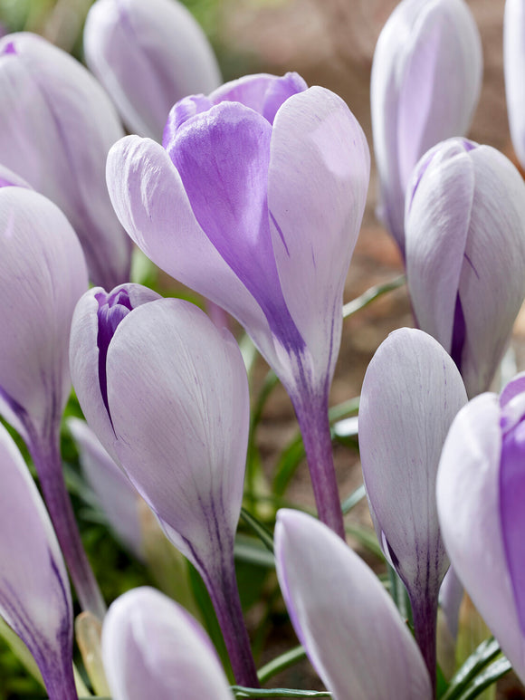 Fleur de Crocus Whale Shark violet argenté au printemps