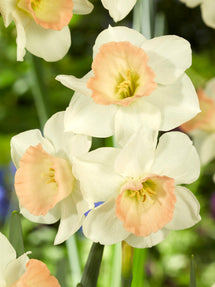 Jonquille naine Cosmopolitan