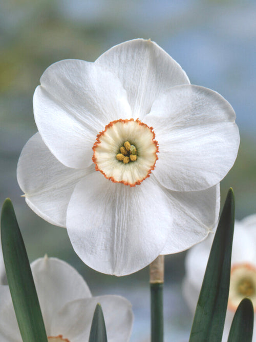 Acheter Jonquille Dreamlight aus Holland