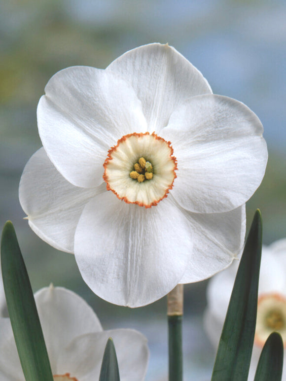 Acheter Jonquille Dreamlight aus Holland