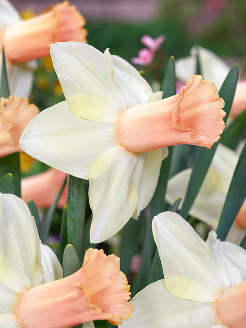 Narcisse ‘Llanfair’ aux pétales blanc crème et trompette abricot-rose au printemps