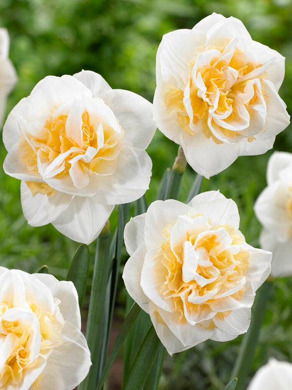 Acheter Jonquille Peach Prince Aus Holland