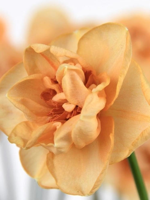 Acheter Jonquille Waylon