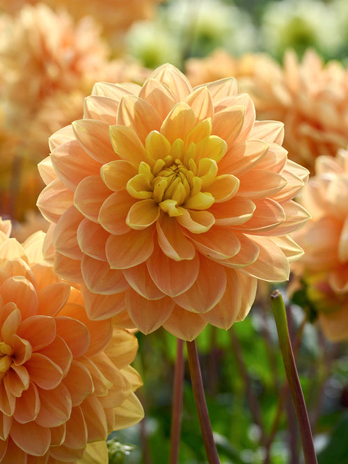 Acheter des tubercules de Dahlia Aladdin's Lamp pour le jardin d'été