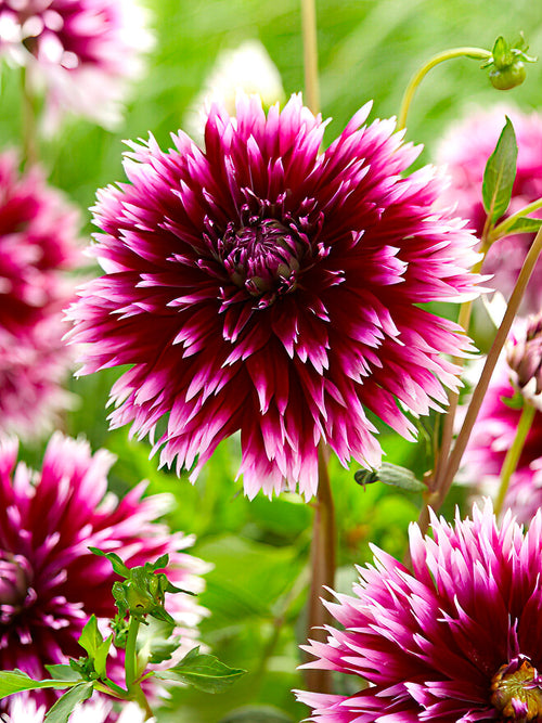 Fleur cactus du dahlia ‘Alauna Clair-Obscur’