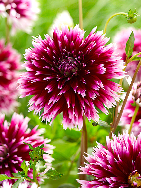 Fleur cactus du dahlia ‘Alauna Clair-Obscur’