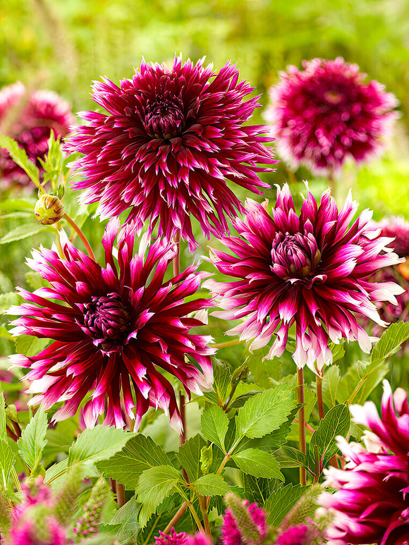 Dahlia bicolore ‘Alauna Clair-Obscur’ au jardin