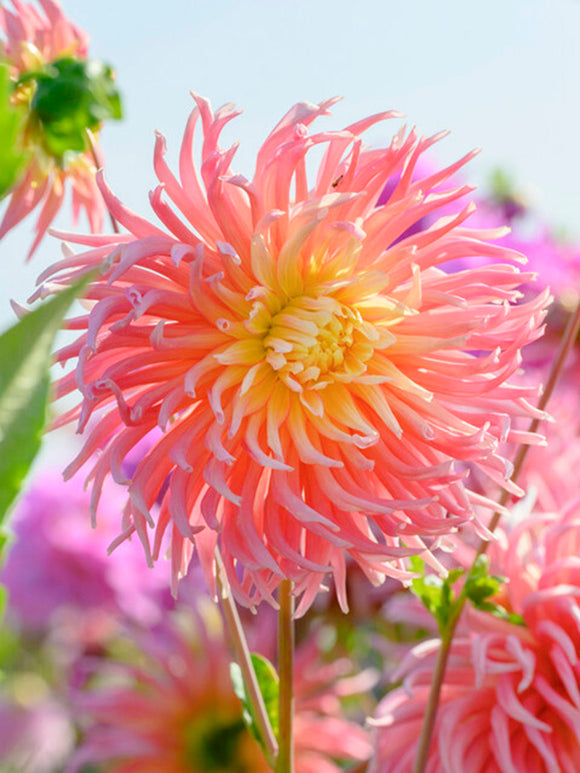 Dahlia Alfred Grille de Hollande