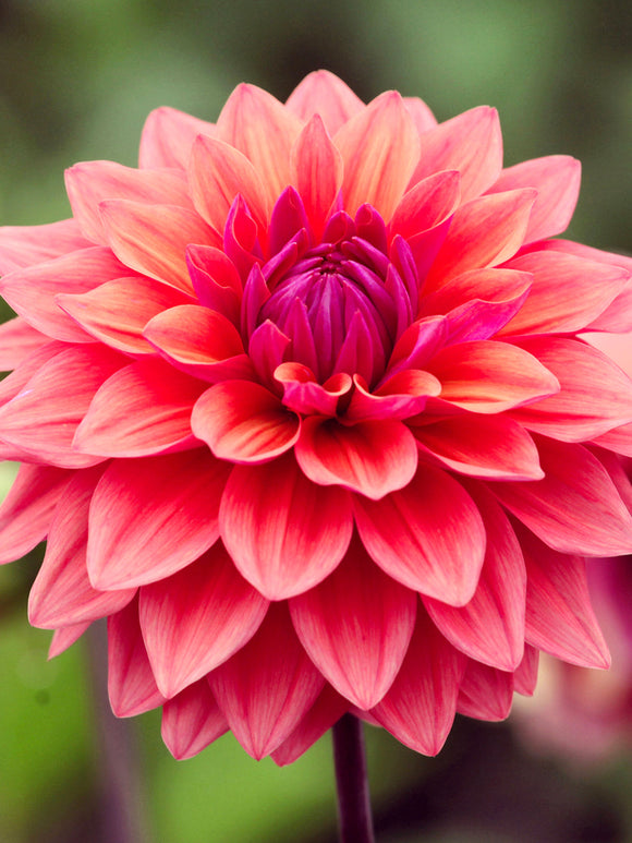 Tubercules de Dahlia American Dawn, livraison au printemps pour une plantation printanière