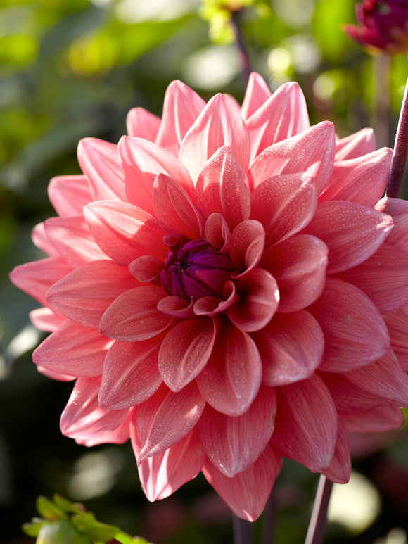 Tubercules de Dahlia American Dawn décoratif, livraison au printemps