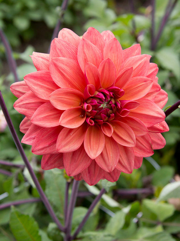 Tubercules de Dahlia American Dawn aux fleurs rose poudré et bronze