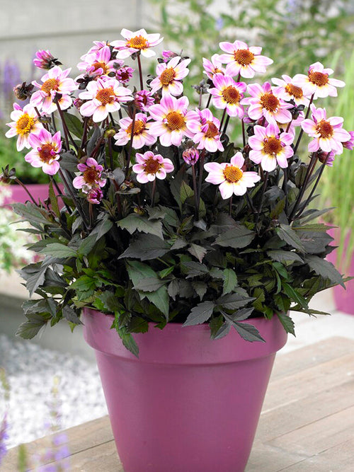 Bulbes Dahlia American Pie