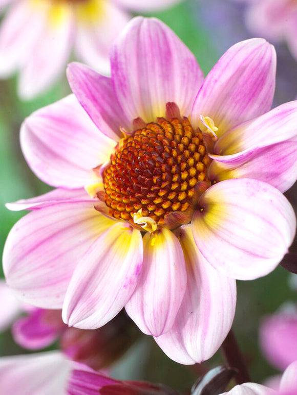 Bulbes Dahlia American Pie pour votre jardin