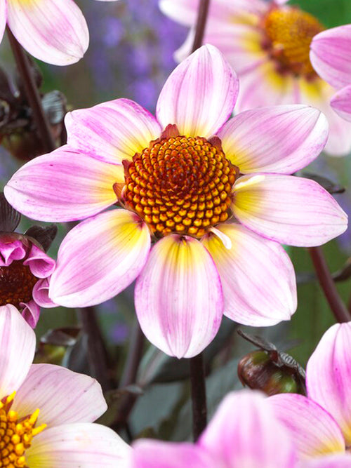 Dahlia à fleurs uniques American Pie