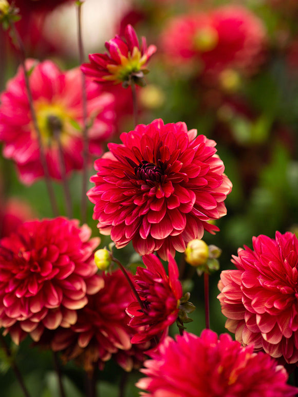 Fleur rouge vif du dahlia ‘Antibes’
