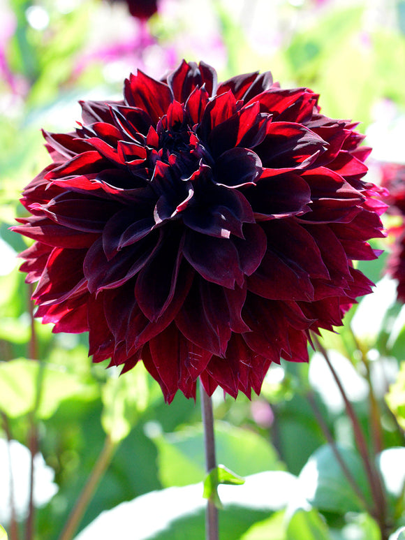 Acheter Dahlia Arabian Night