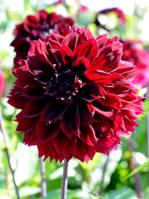 Dahlia Arabian Night de Hollande