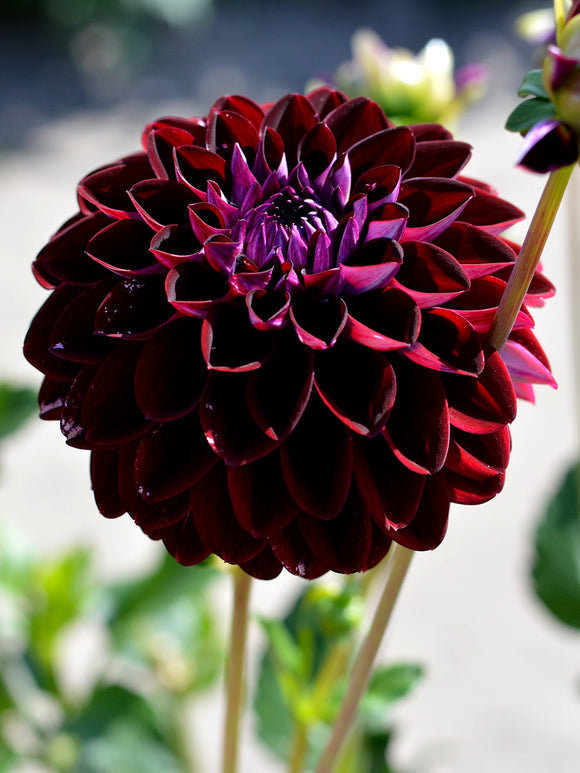 Dahlia décoratif Arabian Night