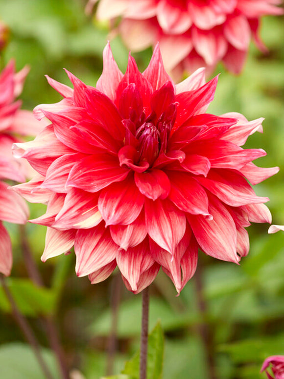 Dahlia Babylon Red - Achat Dahlias en ligne!