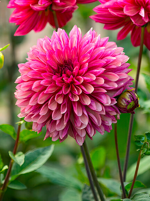 Acheter Dahlia Bacardi