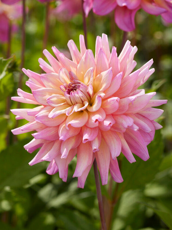 Dahlia Tubercules Bahama Mama