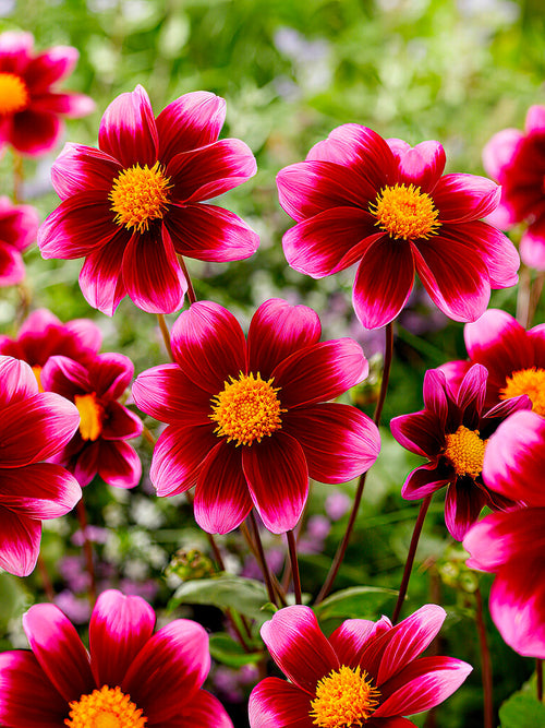 Dahlia ‘Bashful’ rose centre doré