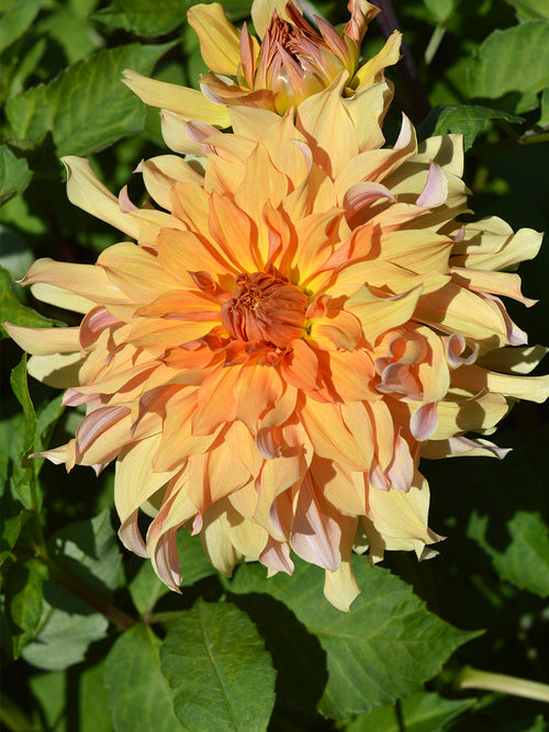 Dahlia Big Brother - Achat Dahlias en ligne!