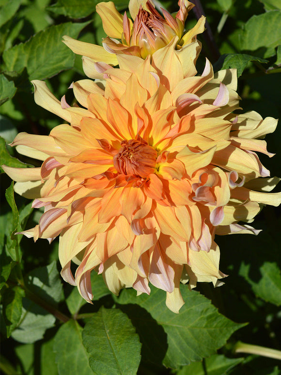 Dahlia Big Brother - Achat Dahlias en ligne!
